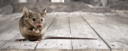 Rats et Souris