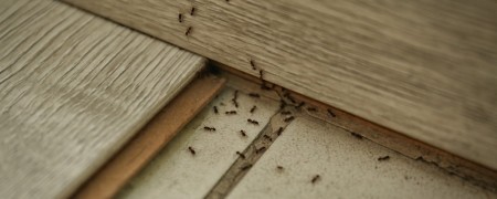 Fourmis