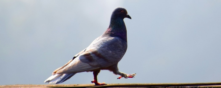 Pigeons et volatiles